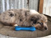 Australian Shepherd