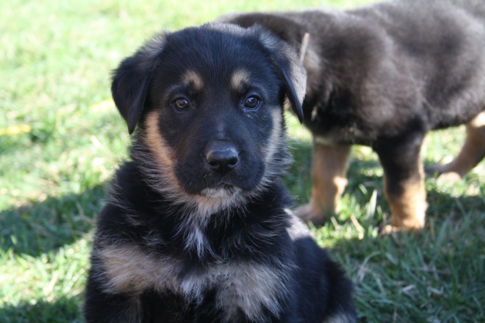  German shepherd/Bernese Mt dog 