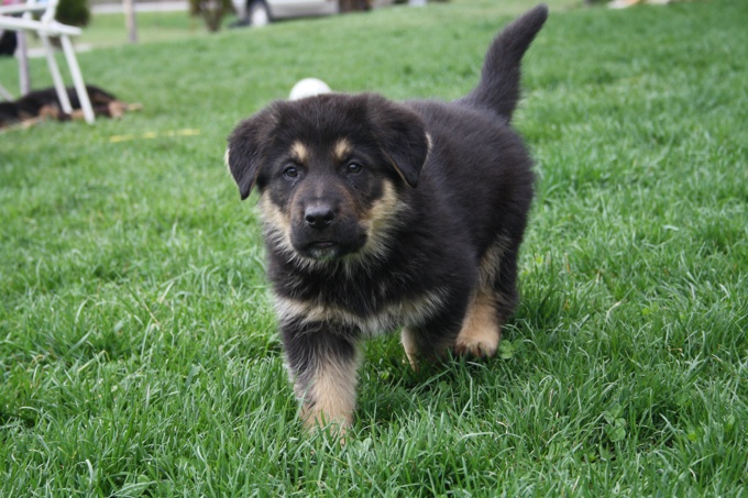  German shepherd/Bernese Mt dog 
