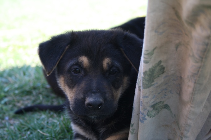  German shepherd/Bernese Mt dog 