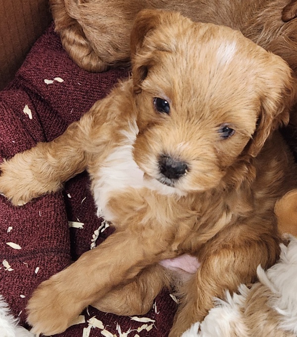 Cavapoo