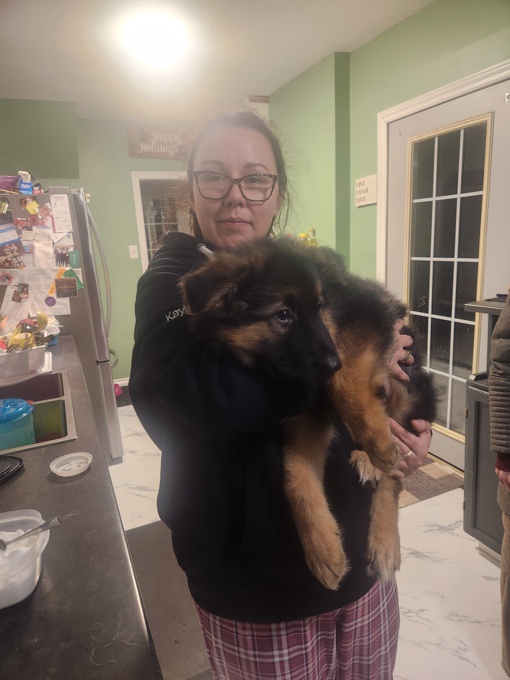 Long coat german shepherd