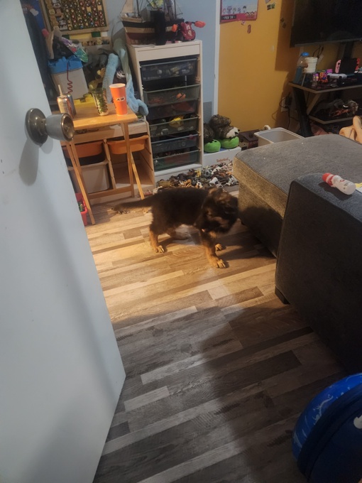 Long coat german shepherd