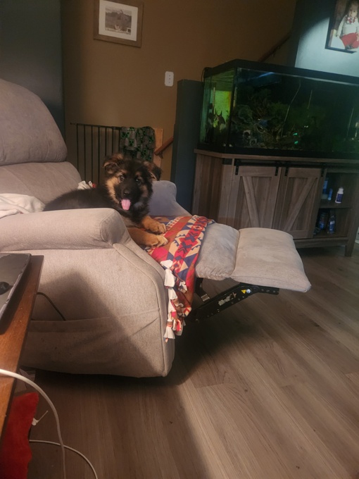 Long coat german shepherd