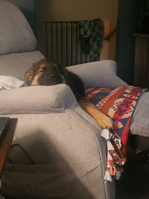 Long coat german shepherd