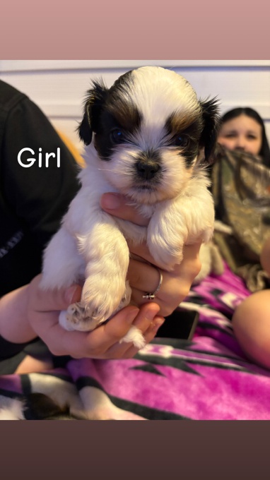 Shih Tzu