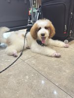 Royal Giant Poodle Rare Breed