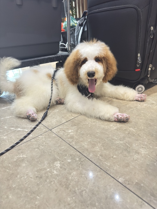 Royal Giant Poodle Rare Breed