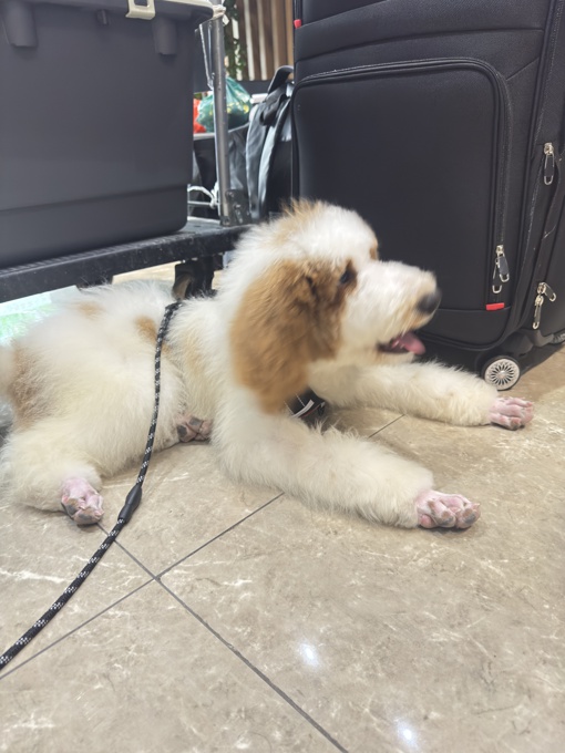 Royal Giant Poodle Rare Breed