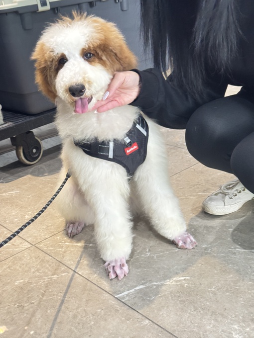 Royal Giant Poodle Rare Breed