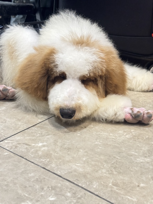 Royal Giant Poodle Rare Breed