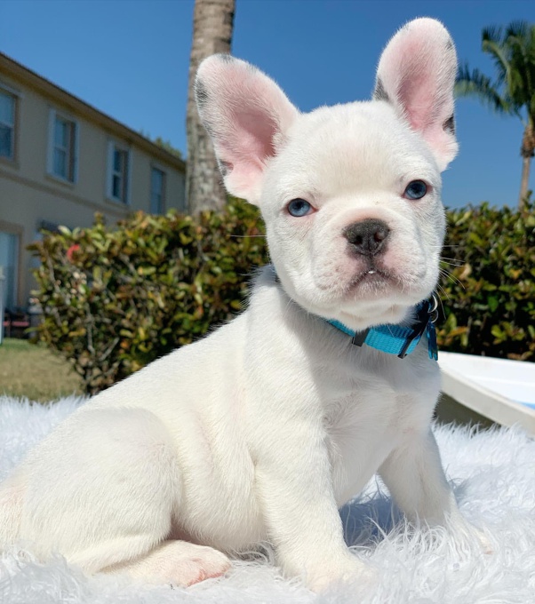 French Bulldog
