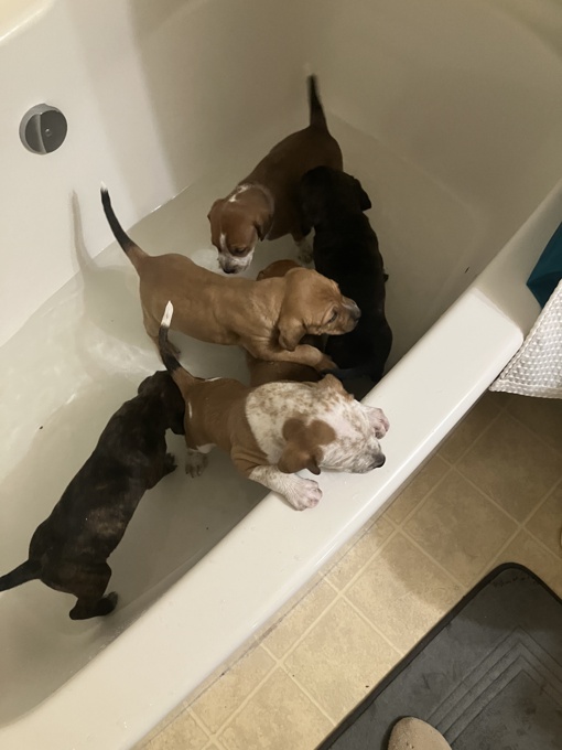 Staffordshire bull Terriers x bluetick hounds