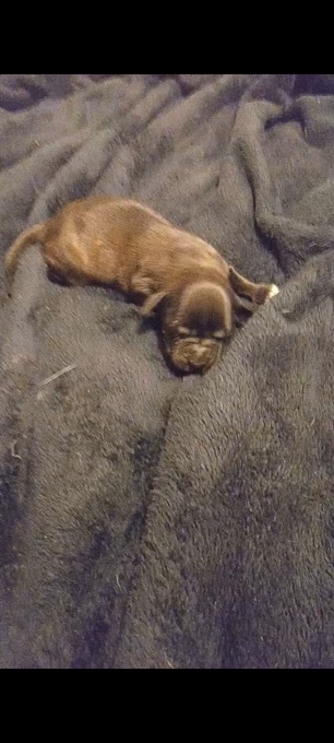 Staffordshire bull Terriers x bluetick hounds