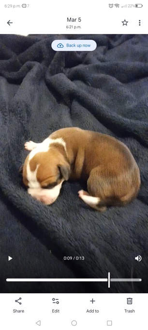 Staffordshire bull Terriers x bluetick hounds