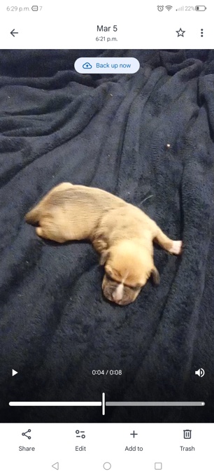 Staffordshire bull Terriers x bluetick hounds