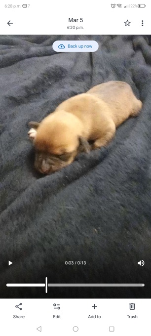 Staffordshire bull Terriers x bluetick hounds