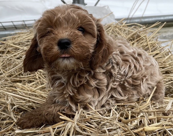 Cockapoo