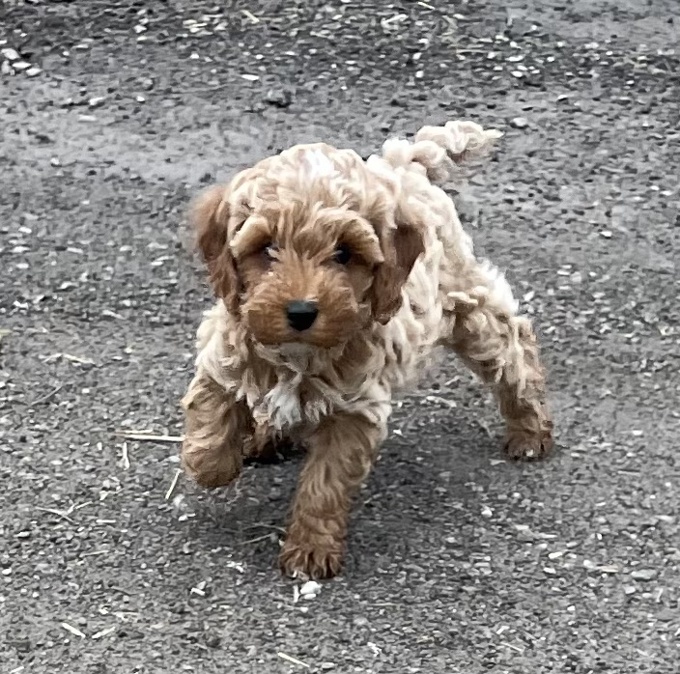 Cockapoo
