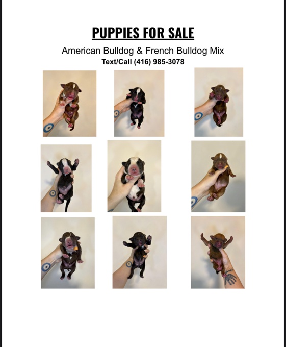 French & American Bulldogs