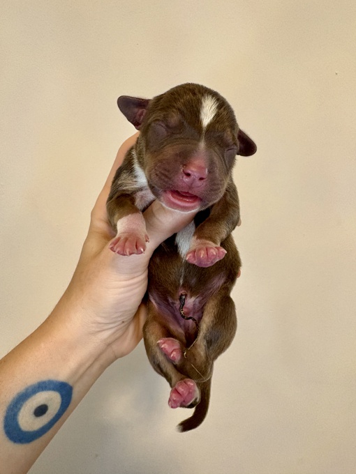 French & American Bulldogs