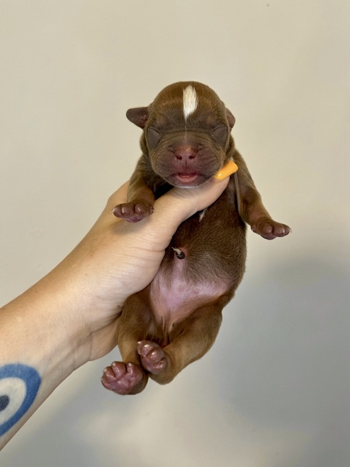 French & American Bulldogs