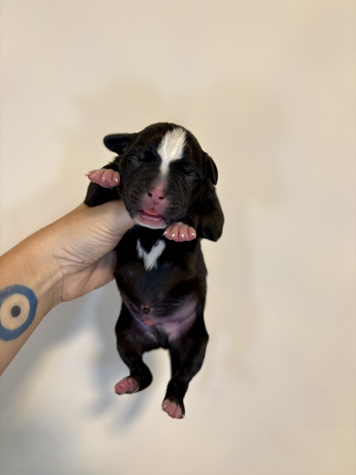 French & American Bulldogs