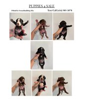 French & American Bulldogs