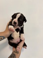 French & American Bulldogs