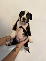 French & American Bulldogs
