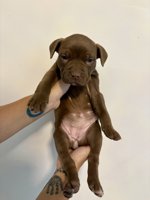 French & American Bulldogs