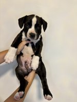 French & American Bulldogs
