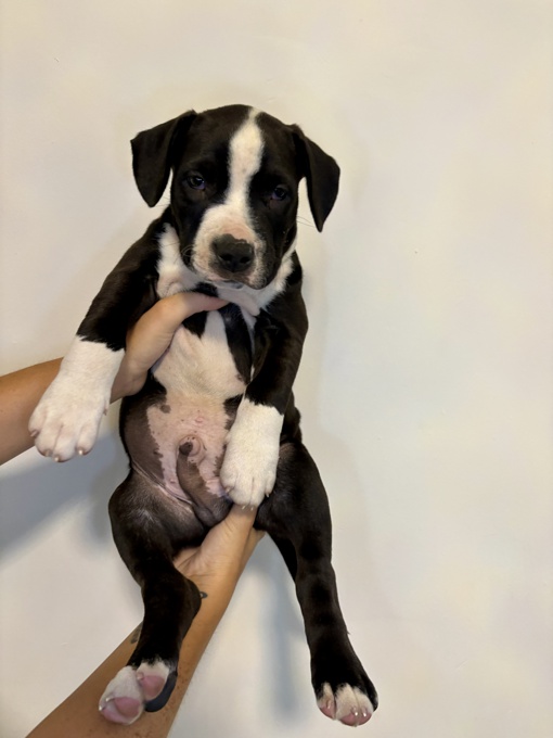 French & American Bulldogs