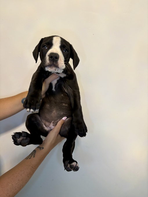 French & American Bulldogs