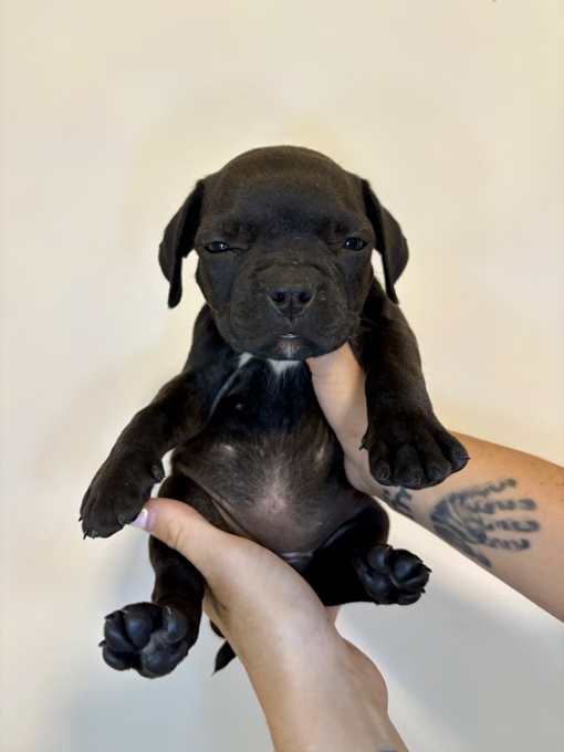 French & American Bulldogs