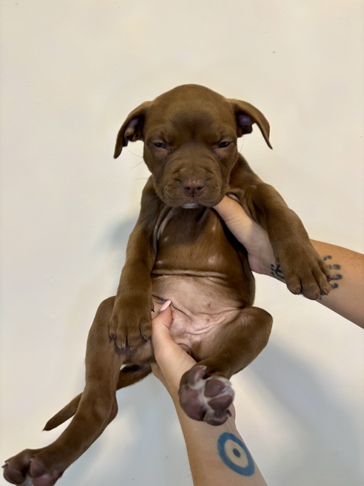 French & American Bulldogs
