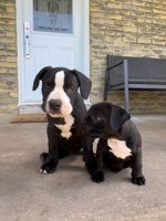 French & American Bulldogs