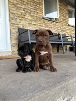 French Bulldogs & American Bulldog