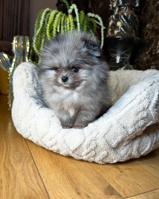 Pomeranian