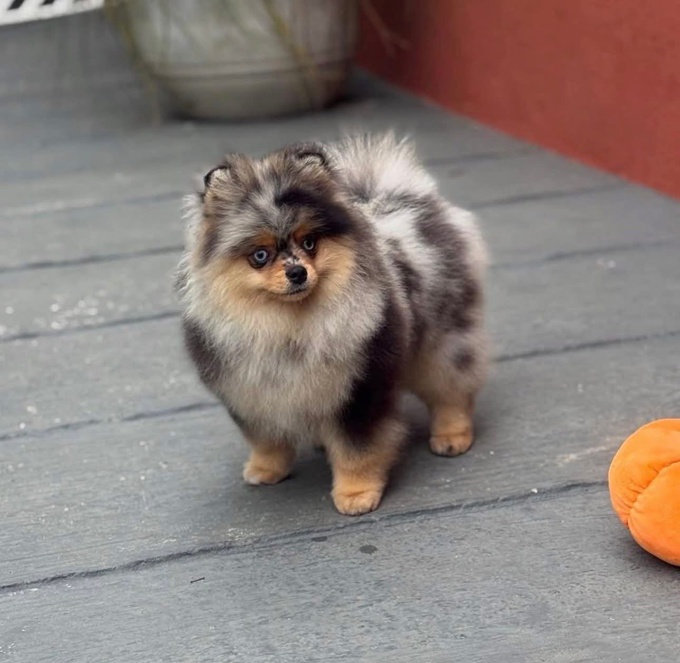 Pomeranian
