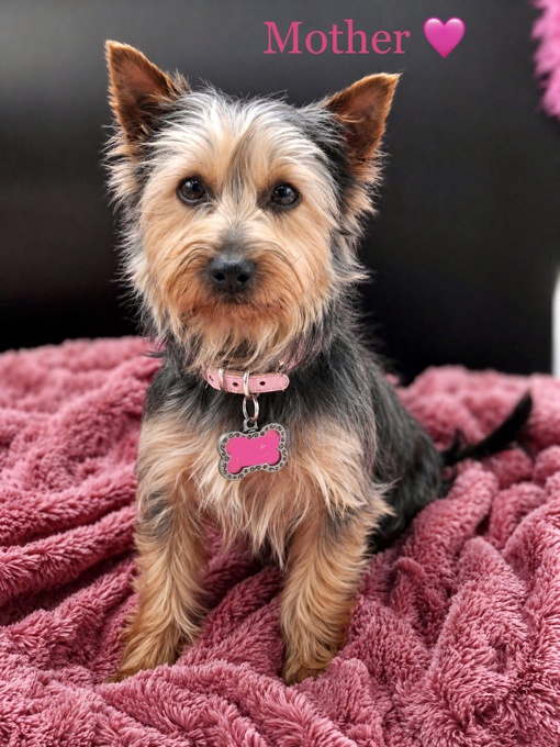 Yorkshire Terrier