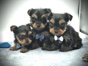 Yorkshire Terrier