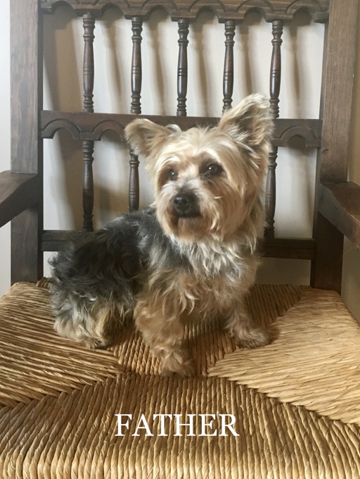 Yorkshire Terrier