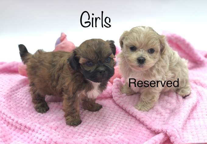 BichonFrise X Shihtzu