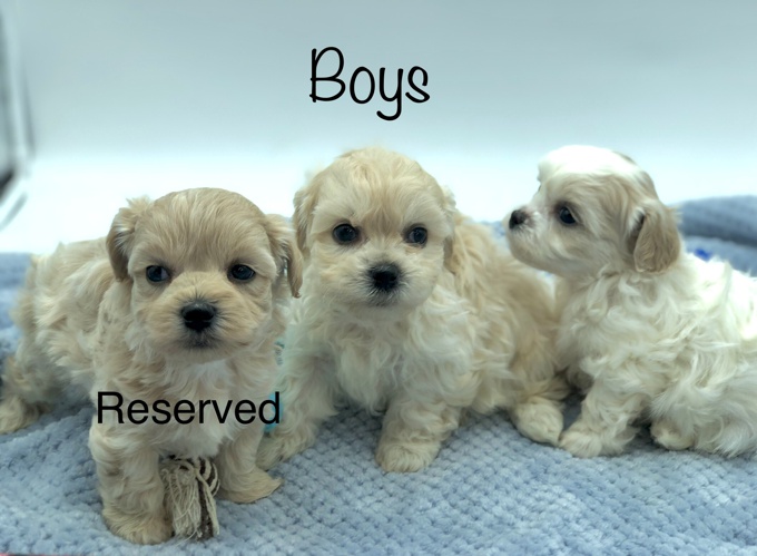 BichonFrise X Shihtzu