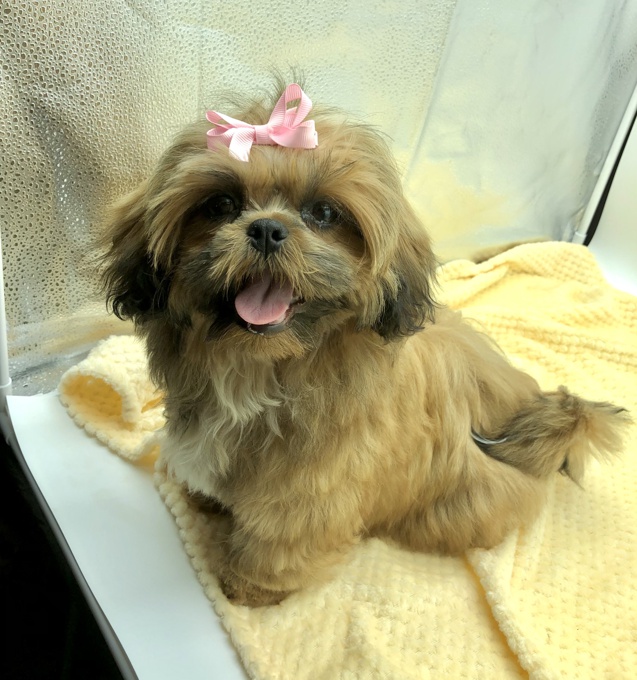 BichonFrise X Shihtzu