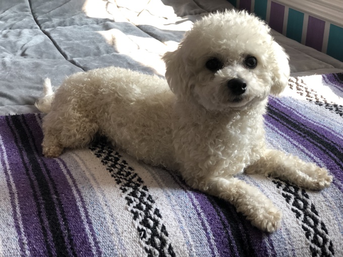 BichonFrise X Shihtzu