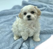 BichonFrise X Shihtzu