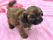BichonFrise X Shihtzu
