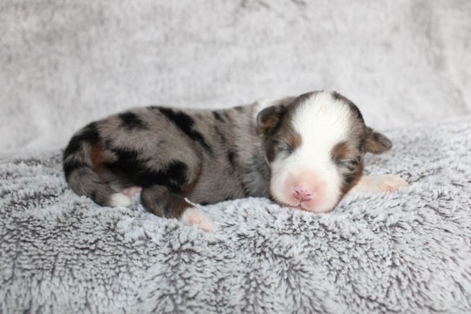 Mini American Shepherd